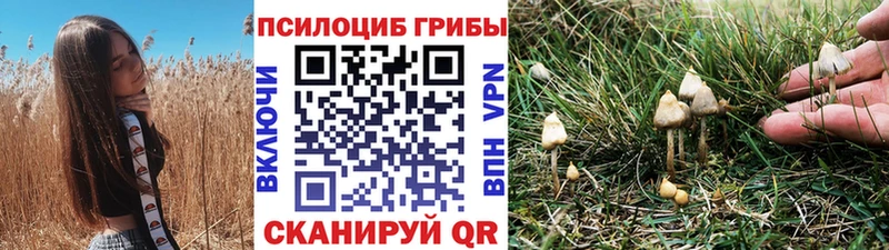 Купить  Белоусово  Галлюциногенные грибы Psilocybine cubensis 